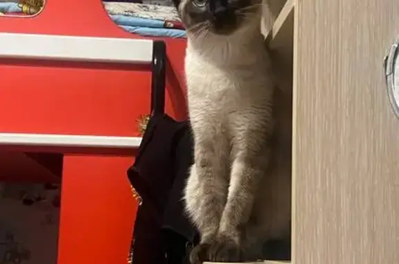 Пропала кошка, Одинцово, Московская область - выразительная тёмная «маска» - photo