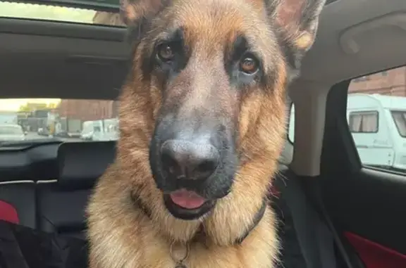 Немецкая овчарка по кличке ЗОЛТАН, окрас чепрачный. На ухе клеймо. Есть чип на холке. Убежал в лесу за лосем территориально между КП «История Парк» и КП «Елизаветинское».