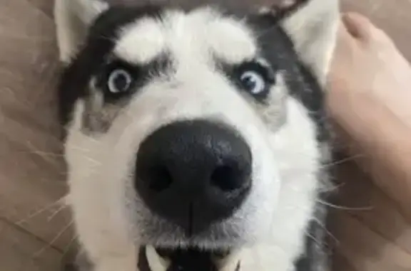 Пропал собака, Зелёная улица, 8А/1, Астрахань - хаски по кличке Тор - photo