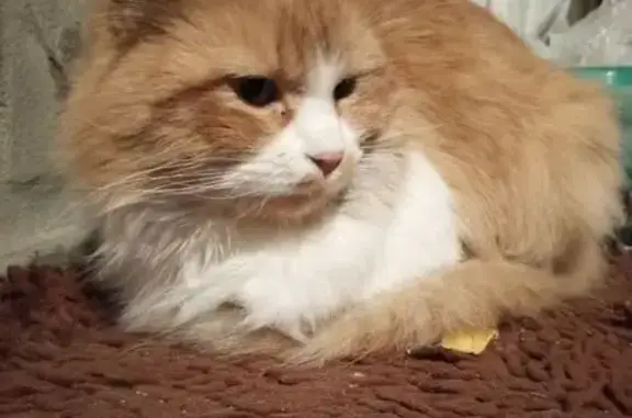 Найдена кошка, Тимашевск, фото: Найден кот, Северная улица, 30, Тимашёвск - пушистый рыжий с белым воротником