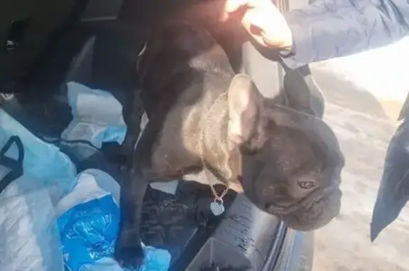 Найдена собака, Волгоград, фото: Найден собака, улица Шопена, Волгоград - черный французский бульдог