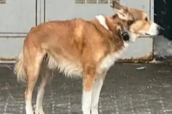 Найдена собака, Москва, фото: Найдена собака, 6-й Новоподмосковный переулок, Москва - рыжая с ошейником