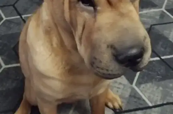 Собаки потеряшки, Вологда, фото: Потеряшка собака, Октябрьская улица, 27, Вологда - откликается на кличку Арчи