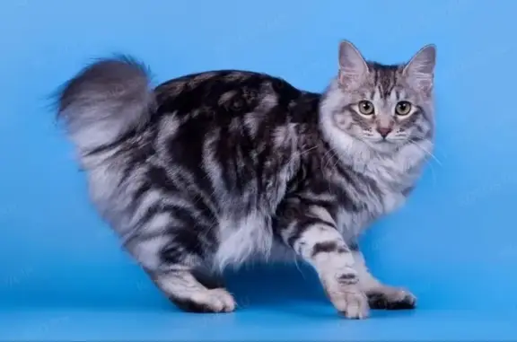 Пропал кот, Пионерская улица, 29А, Свердловский - серый без хвоста - photo