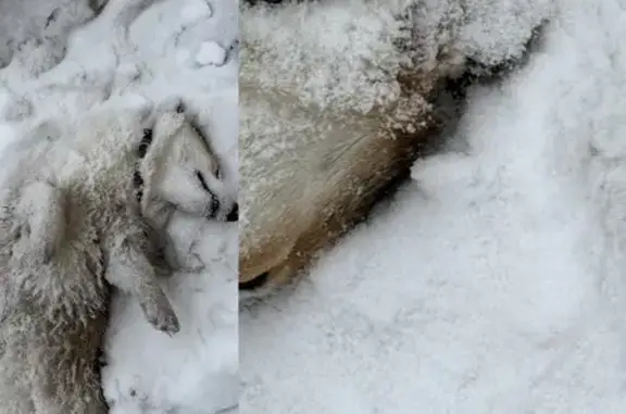 Найдена собака, Москва, фото: Найдена собака, Шлюзовая набережная, 18, Москва - с ошейником
