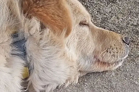 Найдена собака, Экономическое, фото: Найдена собака, Садовая улица, 45, Экономическое - ошейник с жёлтыми полосками