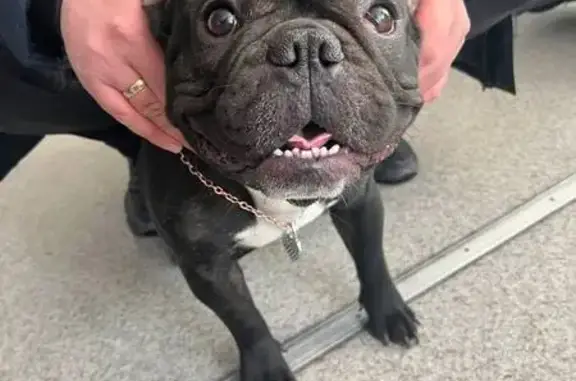 Найдена собака, Волгоград, фото: Найден собака, улица Шопена, 16, Волгоград - ухоженный мальчик с кулоном сердечко