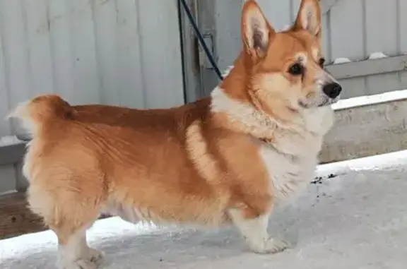 Найдена собака, Ярославка, фото: Найден собака, Ярославка, Ярославская область - кобель корги