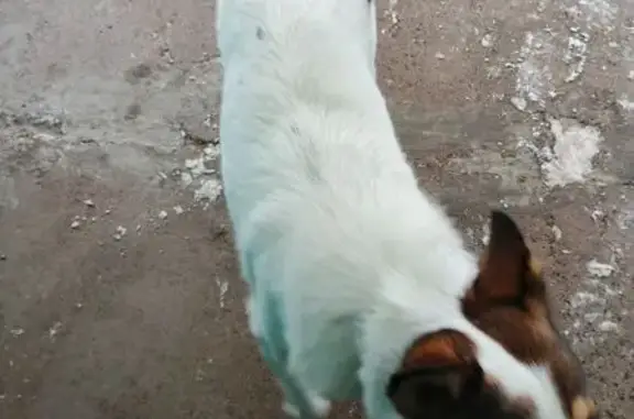 Найдена собака, Тверь, фото: Найден собака, мужской, улица Можайского, городской округ Тверь - белый с коричневой мордой