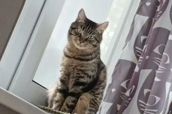 Пропал кот, улица Парада Победы, 13, Тюмень - серо-темный окрас с полосками - photo