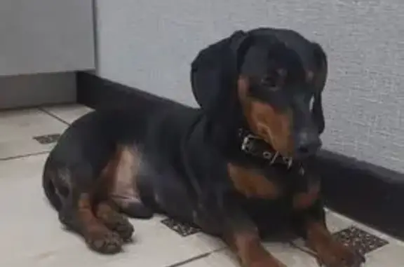 Найденные животные Курск, фото: Найдена собака, Дружининская улица, городской округ Курск - черная такса с ошейником