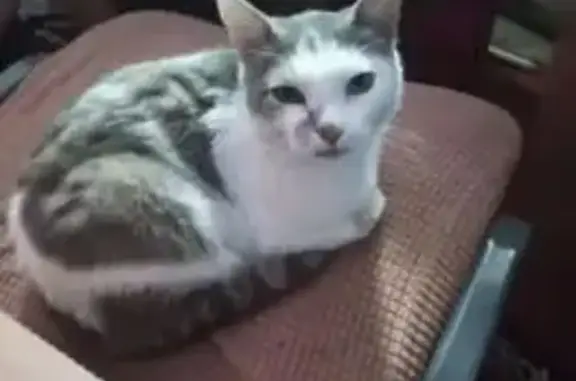 Кошки потеряшки, Горно-Алтайск, фото: Потеряшка кот, Тугаинская улица, 6, Горно-Алтайск - трёхцветный с пятном на носу