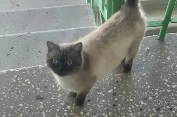 Найдена кошка, Новотроицк, фото: Найдена кошка с голубыми глазами, Новотроицк