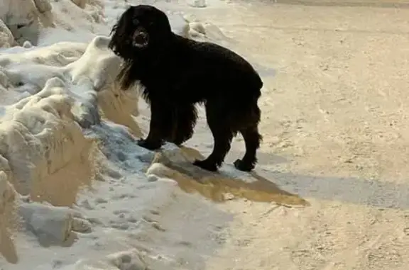 Найдена собака, Екатеринбург, фото: Найдена собака, улица Одинарка, 6, Екатеринбург - тёмно-коричневый спаниель с серым ошейником