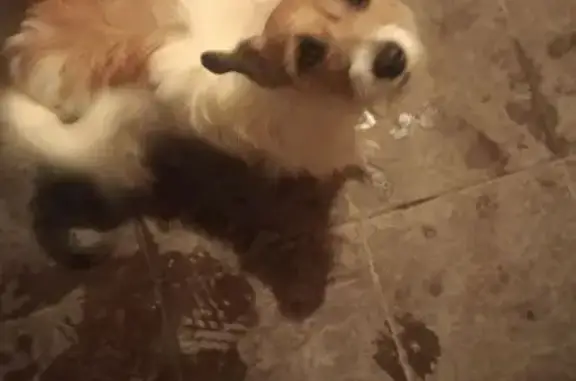 Найденные животные Иркутск, фото: Найдена собака, Академическая улица, 22, Иркутск - похожа на джек рассела