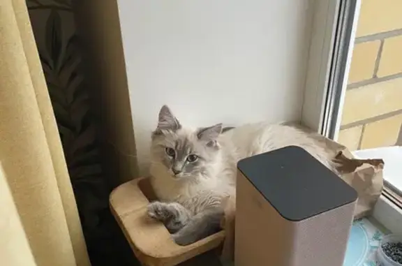 Пропал кот, 2-я Школьная улица, 41, Шуя - ушел вечером гулять и не вернулся - photo