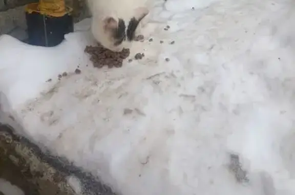 Найдена кошка, Покровское, фото: Найдена кошка, Центральная улица, 21, Покровское - белая с тёмными пятнами