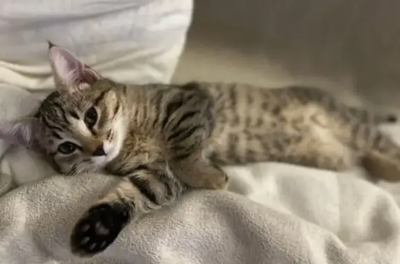 Пропала кошка, улица Карла Маркса, Томск - классический окрас, кисточки на ушах - photo