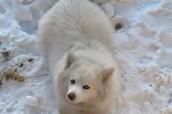 Пропала собака, Маркова, Иркутская область - белая, хромает на левую переднюю лапу - photo