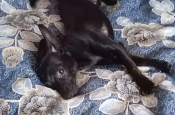 Найденные животные Красноярск, фото: Найдена собака, Читинская улица, 5, Красноярск - молодой чёрный пёс