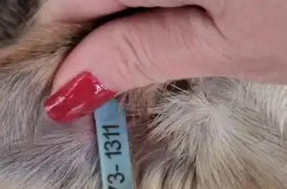 Найденные животные Ульяновск, фото: Найдена собака, проспект Нариманова, Ульяновск - очень грустные глаза