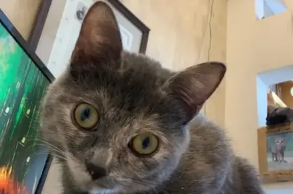 Пропала кошка, улица Воронина, Мытищи - выпала с окна - photo