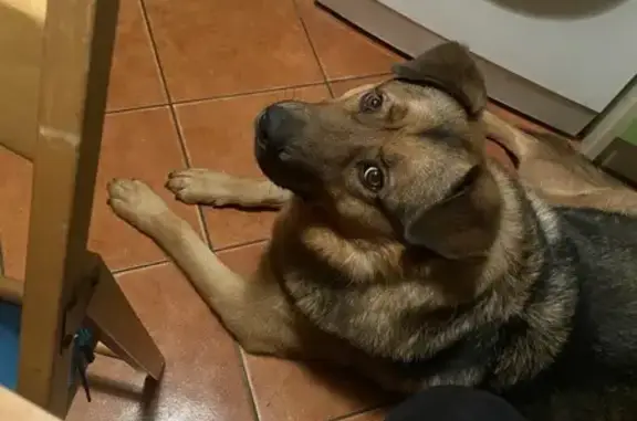 Пропал собака, мужской, Советская улица, 11Б, Пионерский - черно-рыжий, вислоухий, с ошейником - photo