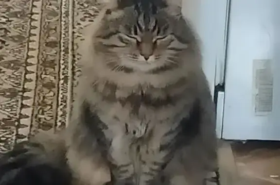 Пропал кот, улица Павлова, Челябинск - откликается на кличку Кекс - photo