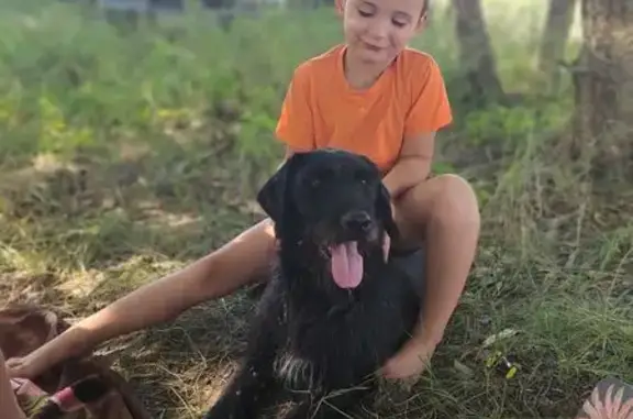 Пропала собака, женский пол, улица Толстого, 84/1, Ахтырский - порода дратхаар - photo