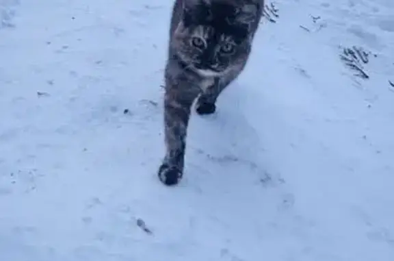 Найдена кошка, Тамбов, фото: Найдена кошка, Набережная улица, 2, Тамбов - невероятно красивая и общительная