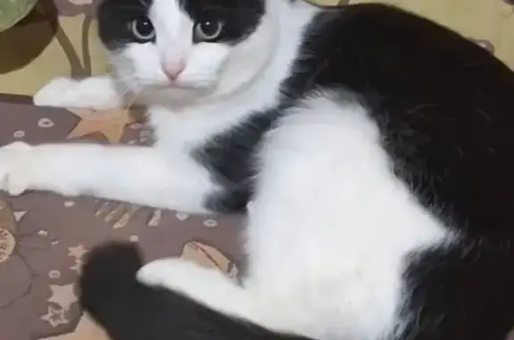 Пропал кот, Волгореченск, черно-белый окрас, белые уши - photo