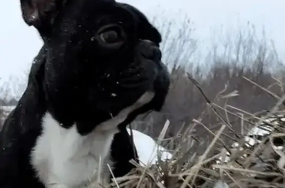 Пропал собака, Мясники, Полтавка - одно ухо не стоит - photo