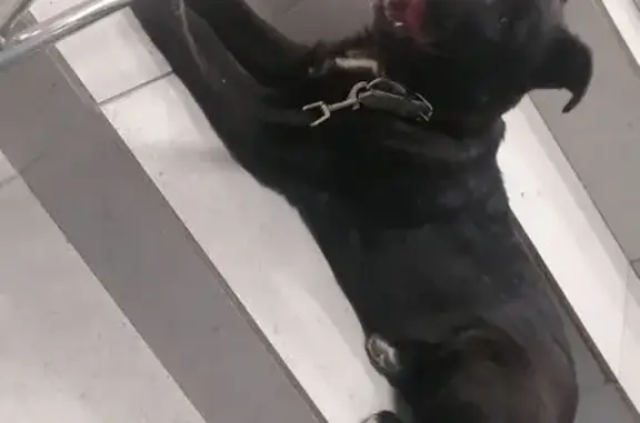 Найдена собака, Химки, фото: Найдена собака, улица Некрасова, Химки - щенок, чёрная с белой грудкой