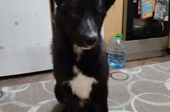 Найдена собака, Советский, фото: Найдена собака, Садовая улица, 44, Советский - щенок, добрый и ласковый