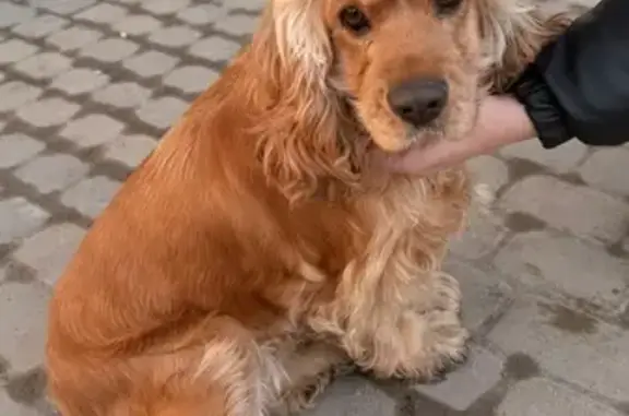 Найдена собака, Новороссийск, фото: Найдена собака, улица Ленина, 14А, Новороссийск - добрая и ласковая