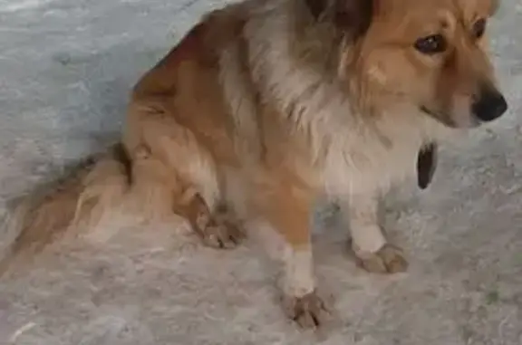 Найдена собака, Пенза, фото: Найдена собака с ошейником, Минская улица, Пензенский городской округ