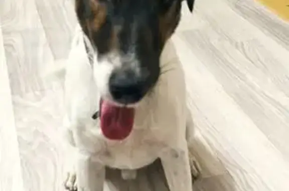 Пропал собака, Мегион, белый с чёрной головой и татуировкой - photo