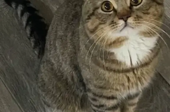 Кошки потеряшки, Элиста, фото: Потеряшка кошка, улица Манцын Кец, Элиста - коричневый полосатый окрас