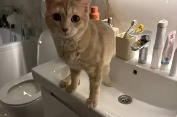 Пропала кошка, 2-й Зимёнковский переулок, район Коммунарка - рыжая, пугливая девочка - photo