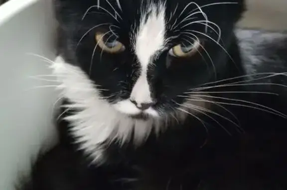 Пропал кот, улица Энтузиастов, 25А, городской округ Липецк - майкун тёмный с белыми лапками - photo