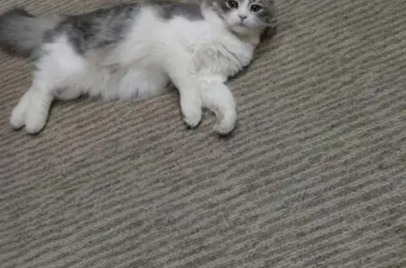 Пропал кот, улица Ломоносова, 57, Йошкар-Ола - ласковый и игривый - photo