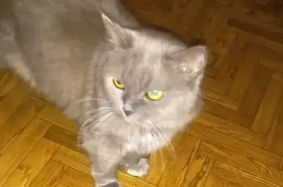 Кошки потеряшки, Самара, фото: Потеряшка кошка, улица Красных Коммунаров, 17Б, Самара - окрас серый