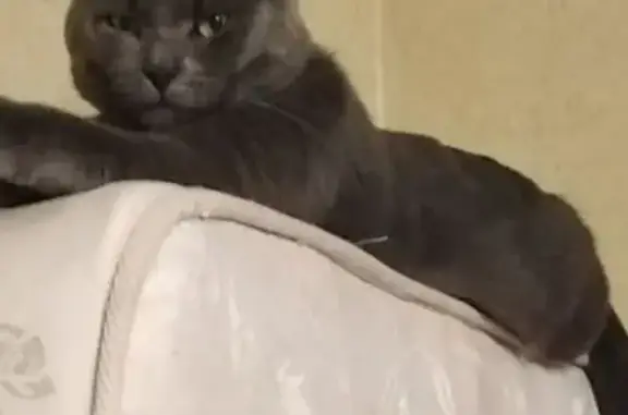 Пропал кот, улица Дружбы, 3А, городской округ Курск - серо-голубой, глаза желто-зеленые - photo