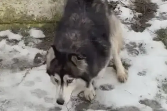 Пропала собака, улица Максима Загорулько, Волгоград - хаски с жёлтой биркой - photo