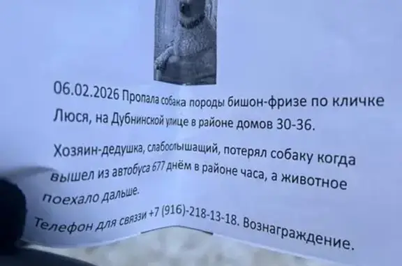 Пропала собака, Дубнинская улица, Москва - белая кудрявая порода Жорж-Безе - photo