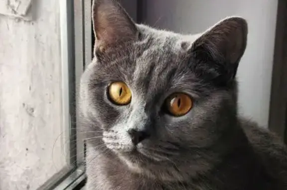 Пропала кошка, Севастопольская улица, 237, Иркутск - британка с синим ошейником - photo