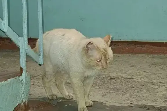 Найдена кошка, Кемерово, фото: Найдена кошка, улица 50 лет Октября, 14, Кемерово - бежевого окраса, глаза голубые