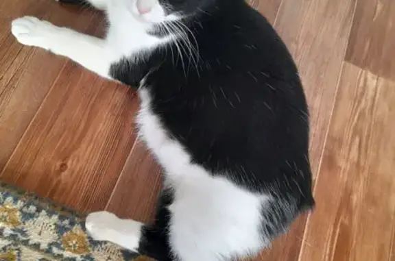 Пропала кошка, Ленинградская улица, 34, городской округ Волгодонск - чёрно-белая, без хвоста - photo