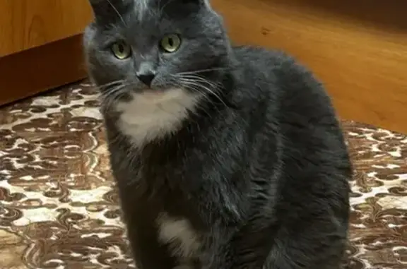 Кошки потеряшки, Борзя, фото: Потеряшка кот, Борзя, Забайкальский край - серый с белыми пятнами