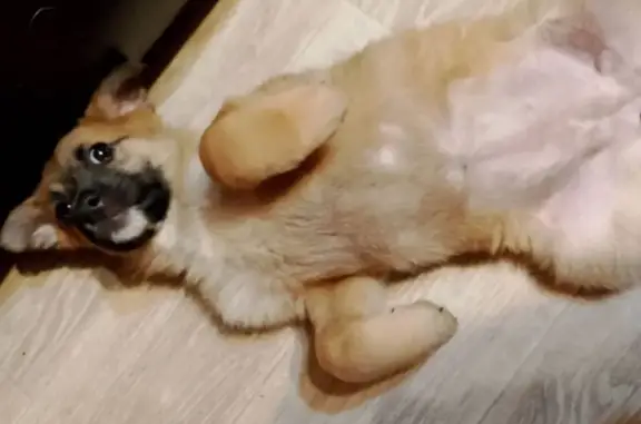 Найдена собака, Волжский, фото: Найден щенок, улица Горького, 62, Волжский - похож на бельгийскую овчарку